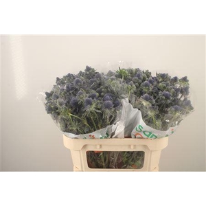 Eryngium Mag Grand Lagoon
