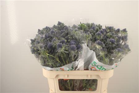 <h4>Eryngium Mag Grand Lagoon</h4>