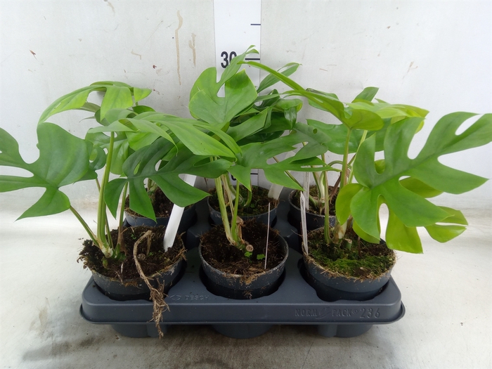 <h4>Monstera delic. 'Little Sister'</h4>