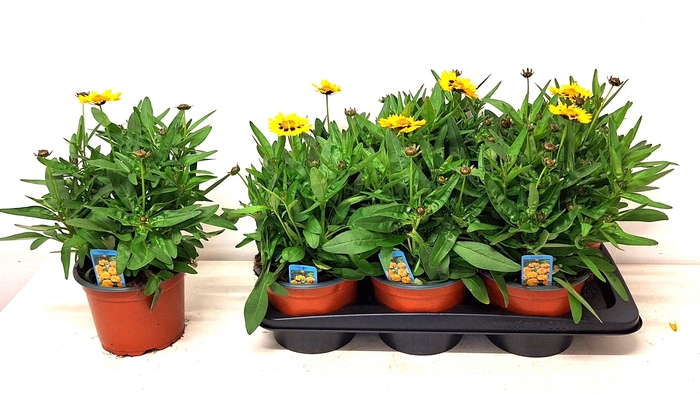 <h4>CORE GRANDIFLORA</h4>