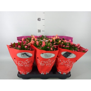 Schlumbergera ...mix 3