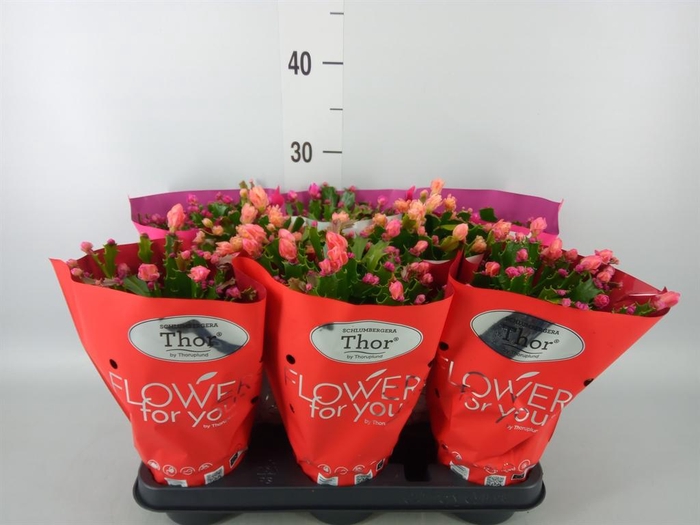 <h4>Schlumbergera   ...mix 3</h4>