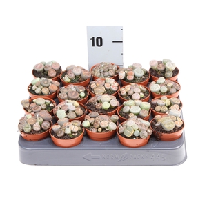 Lithops spp.