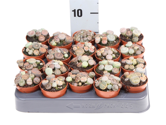 Lithops spp.