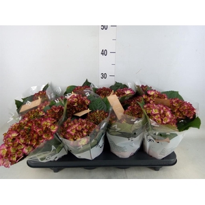 Hydrangea mac. 'Elfy'