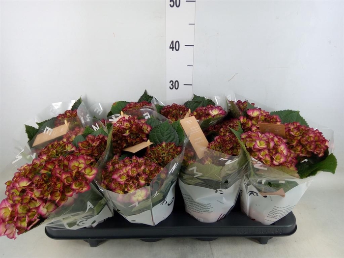 <h4>Hydrangea mac. 'Elfy'</h4>