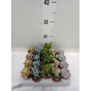 Succulents   ...mix 5
