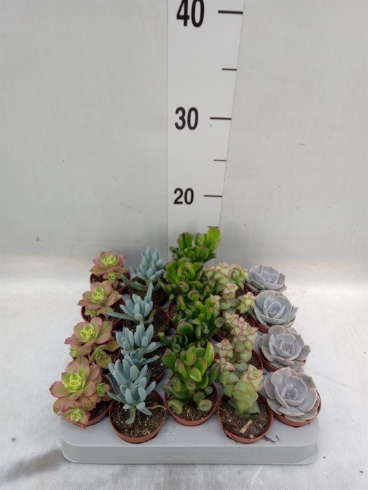 <h4>Succulents ...mix 5</h4>