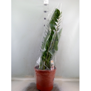 Zamioculcas zamiifolia