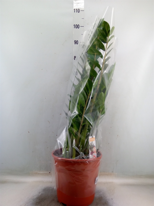 <h4>Zamioculcas zamiifolia</h4>