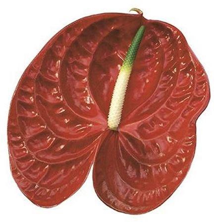 <h4>Anth A Calisto 6 Small Pack</h4>
