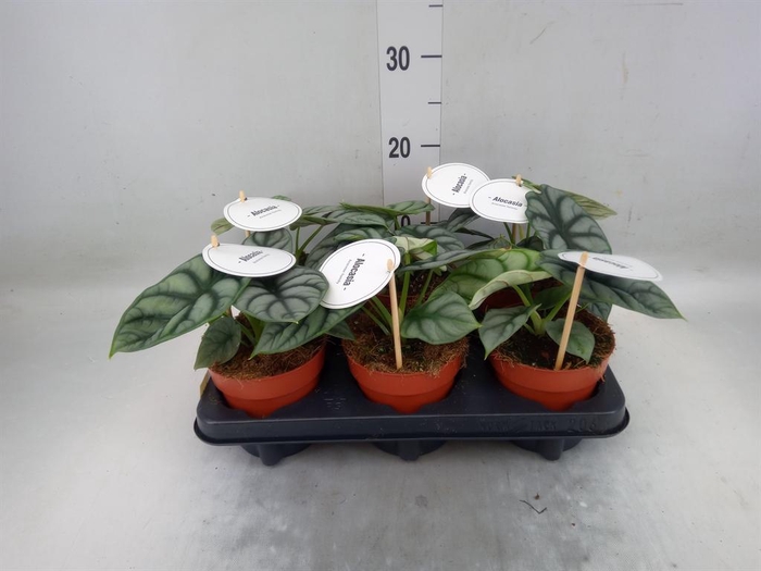 <h4>Alocasia   ...</h4>