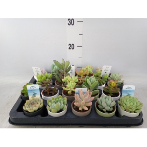 Succulents   ...