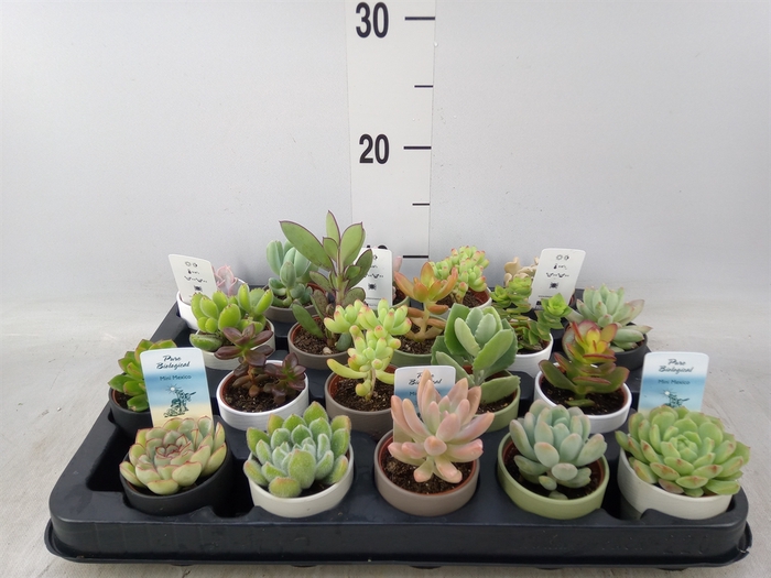 <h4>Succulents   ...</h4>