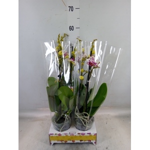 Phalaenopsis   ...white
