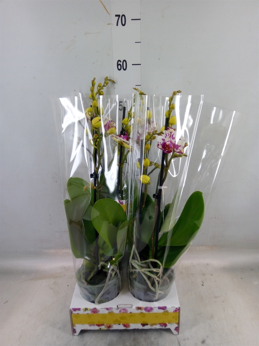 <h4>Phalaenopsis   ...white</h4>