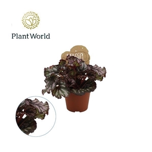 Begonia rex Cumbia
