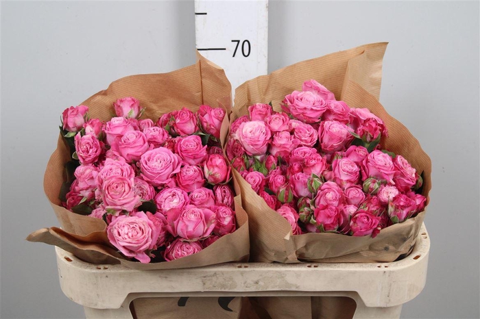 <h4>R Tr Lady Bombastic</h4>