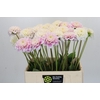Dahlia Sweet Love