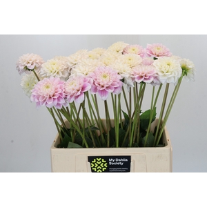 Dahlia Sweet Love