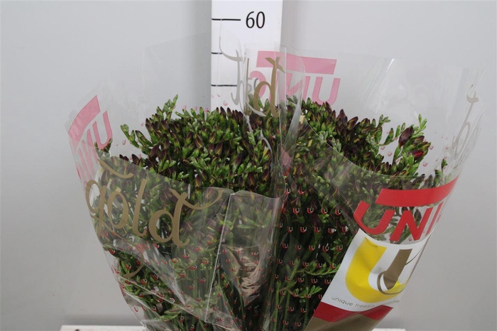 Fr En Red Baron (op Kleur!)