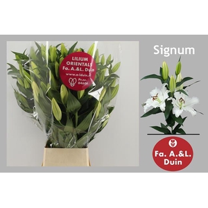 LI OR SIGNUM