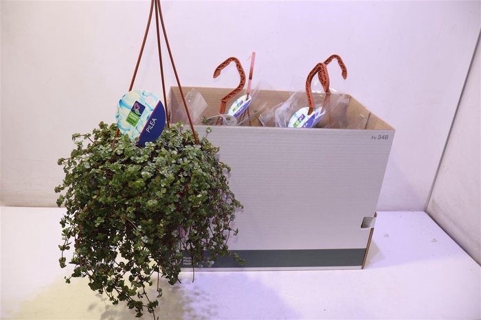 <h4>Pilea Glaucophylla</h4>