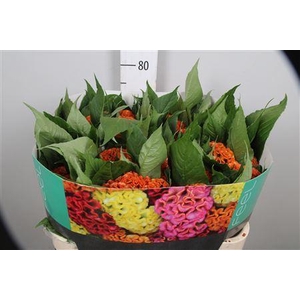 Celosia arg. CR 'Act Zara'