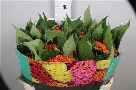 <h4>Celosia arg. CR 'Act Zara'</h4>