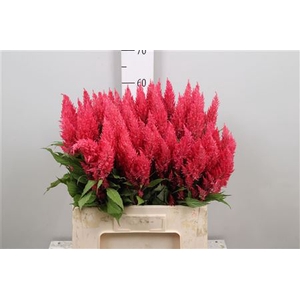 Cel P Royal Pink