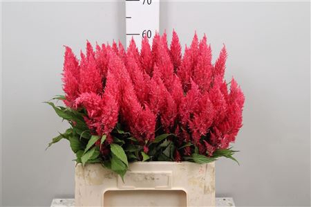 <h4>Cel P Royal Pink</h4>
