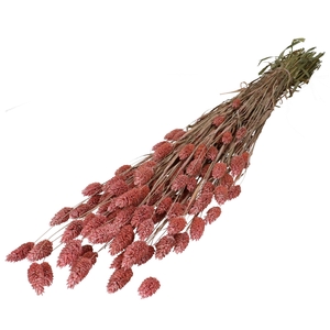 Dried flowers Phalaris 70cm