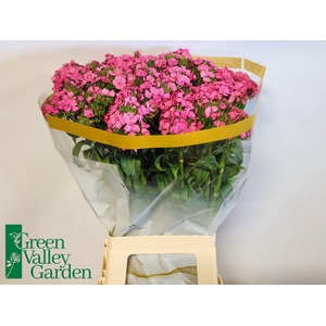 DI BARB WILL DPI MAX