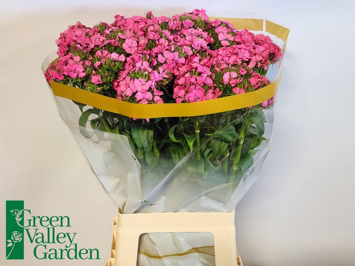 <h4>DI BARB WILL DPI MAX</h4>