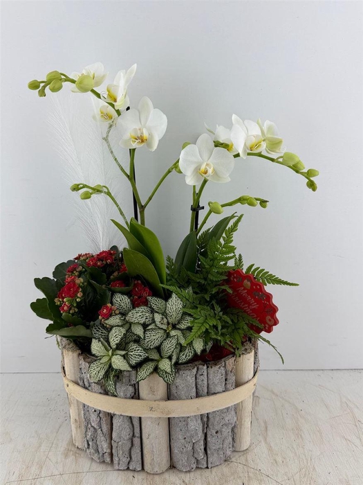 <h4>Arr (5) Beukenhout Ovaal Phal</h4>