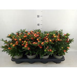 Solanum pseudocapsicum 'Bartoli'