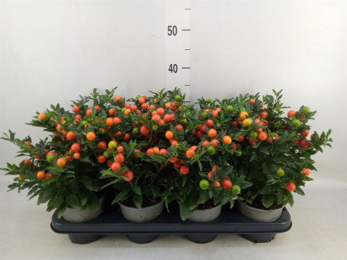 <h4>Solanum pseudocapsicum 'Bartoli'</h4>