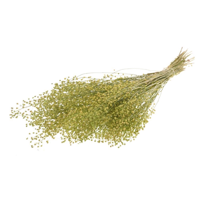 <h4>Lepidium Atraxa Natural Green</h4>