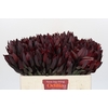 Leucadendron Saf Sunset Dark R.
