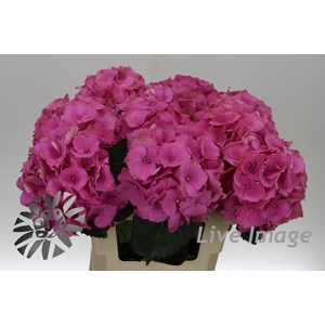 Hydrangea royal palace
