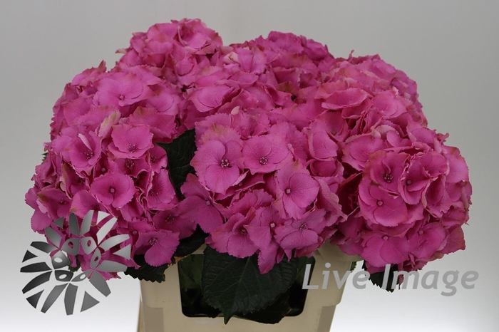 <h4>Hydrangea royal palace</h4>