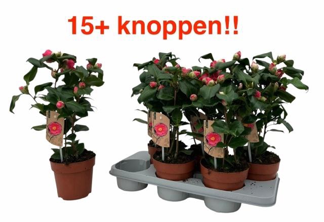 <h4>CAME J DR KING</h4>