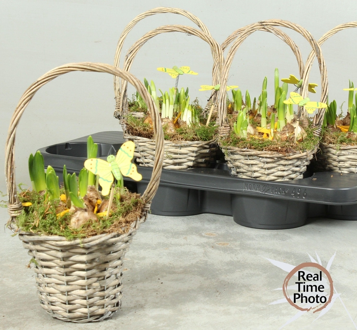 <h4>ARR NARCISSUS</h4>