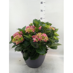 Hydrangea mac.