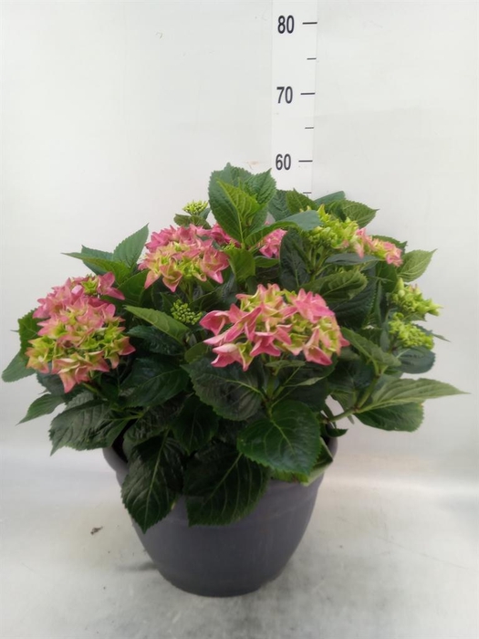 <h4>Hydrangea mac.</h4>