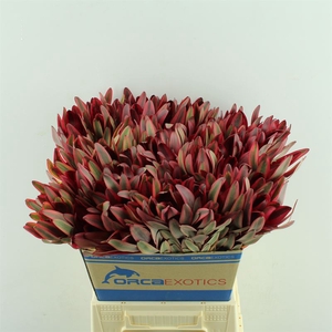 Leucadendron Jester