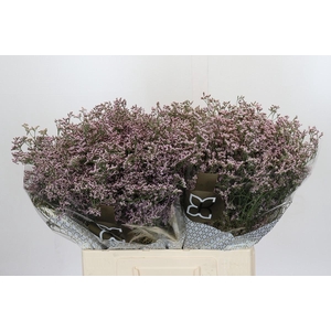 Limonium sinense Blush Diamond