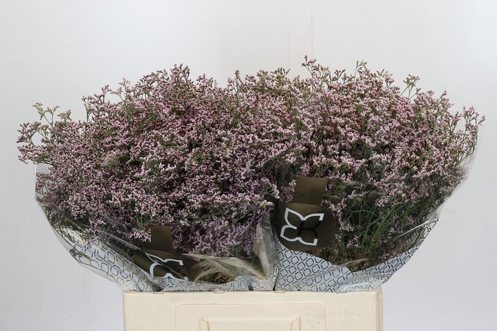 <h4>Limonium sinense Blush Diamond</h4>