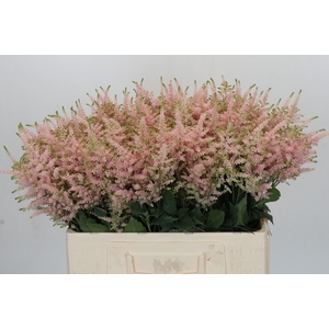 Astilbe Ja Europa