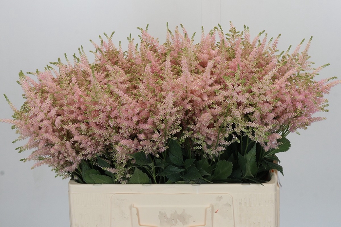 <h4>Astilbe Ja Europa</h4>
